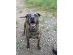 Adopt Leo a Brindle - with White Pit Bull Terrier / Mixed dog in marble falls