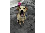 Adopt Nick Carraway a Tan/Yellow/Fawn Labrador Retriever / Great Dane / Mixed