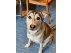 Adopt Kippa a Brown/Chocolate Siberian Husky / German Shepherd Dog dog in