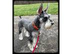 Adopt Dak-Has Been Adopted a Gray/Blue/Silver/Salt & Pepper Miniature Schnauzer