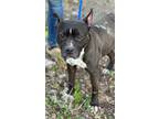 Adopt Valencia a Black - with White American Staffordshire Terrier / Mixed dog
