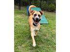 Adopt Saturn a Tan/Yellow/Fawn Boxer / Mixed Breed (Medium) / Mixed (short coat)