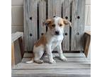 Adopt Honey a Tan/Yellow/Fawn - with White Australian Cattle Dog / Mixed dog in