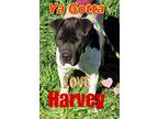 Adopt Harvey a White - with Black Bluetick Coonhound dog in Bend, OR (41189475)