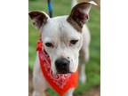 Adopt Google a White - with Brown or Chocolate Boxer dog in Bend, OR (41189464)