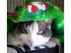 Adopt Angel a Gray or Blue Domestic Shorthair / Mixed Breed (Medium) / Mixed