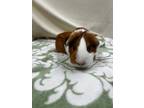 Adopt Tigger a Calico Guinea Pig (short coat) small animal in Sharon Center