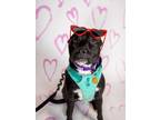 Adopt River a Black Labrador Retriever / Mixed Breed (Medium) / Mixed (short