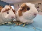 Adopt Pumpkin and Nugget a White Guinea Pig (short coat) small animal in Sharon