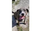 Adopt Zinnia a Merle Mixed Breed (Small) / Mixed Breed (Medium) / Mixed (short