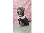 Adopt Rodger a Merle Mixed Breed (Small) / Mixed Breed (Medium) / Mixed (short