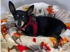 Adopt Professor a Black Miniature Pinscher / Mixed (short coat) dog in Pompano