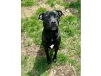 Adopt Hero a Black Mixed Breed (Small) / Mixed Breed (Medium) / Mixed (short