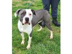 Adopt Lexie HW(-) a Merle Cane Corso / Mastiff / Mixed (short coat) dog in
