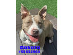 Adopt Dakota -Stray a Merle American Pit Bull Terrier / Mixed Breed (Medium) /