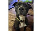 Adopt Willow a Black - with White American Pit Bull Terrier / American