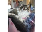 Adopt Mimi The Maine Coon (Declawed) a All Black Maine Coon / Mixed Breed