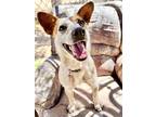 Adopt Ellie a Brindle Australian Cattle Dog / Mixed Breed (Medium) / Mixed
