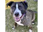Adopt Beethoven a Brindle American Pit Bull Terrier / Mixed Breed (Medium) /