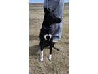 Adopt Daisy a Black Australian Cattle Dog / Mixed Breed (Medium) / Mixed (short