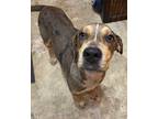 Adopt Warrior a Merle Catahoula Leopard Dog / Hound (Unknown Type) / Mixed dog