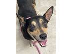Adopt ECAC Nina a Black - with Tan, Yellow or Fawn Dachshund / Mixed dog in