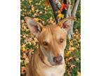 Adopt Jemma a Tan/Yellow/Fawn Shepherd (Unknown Type) / Mixed Breed (Medium) /
