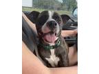 Adopt Pigeon a Brindle - with White Boxer / Boston Terrier / Mixed dog in