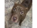 Adopt Mr. Potato a Brown/Chocolate American Staffordshire Terrier / American Pit