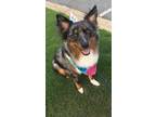 Adopt Eli a Merle Australian Shepherd / Mixed dog in Bartow, FL (41187962)
