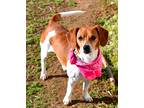 Adopt Lady a Tan/Yellow/Fawn - with White Beagle / Mixed dog in Muldrow