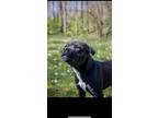 Adopt Rocky a Black Labrador Retriever / American Staffordshire Terrier / Mixed