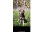 Adopt Jack a Red/Golden/Orange/Chestnut Husky / Labrador Retriever / Mixed dog