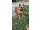 Adopt Maverick a Tan/Yellow/Fawn Black Mouth Cur / Terrier (Unknown Type