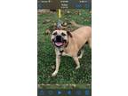 Adopt Duke a Red/Golden/Orange/Chestnut Black Mouth Cur / Terrier (Unknown Type