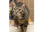 Adopt Ayabe a All Black Domestic Shorthair / Mixed Breed (Medium) / Mixed (short