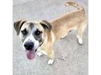 Adopt Bucee a Tan/Yellow/Fawn Anatolian Shepherd / Black Mouth Cur / Mixed