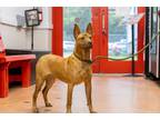 Adopt Velma a Brindle Rhodesian Ridgeback / Mixed Breed (Medium) / Mixed (short