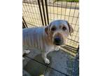 Adopt Mia a Tan/Yellow/Fawn Labrador Retriever / Mixed Breed (Medium) / Mixed