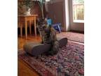 Adopt Fluffy a Brown Tabby Maine Coon / Mixed (medium coat) cat in Sacramento