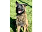 Adopt Rambo a Merle Belgian Malinois / Mixed Breed (Medium) / Mixed (short coat)