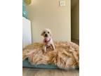 Adopt Paddy Pood - FOSTERED IN LAS V a Tan/Yellow/Fawn Poodle (Miniature) /