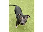 Adopt Effie a Black American Pit Bull Terrier / Mixed Breed (Medium) / Mixed