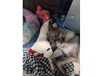 Adopt Storm II a Tan/Yellow/Fawn German Shepherd Dog / Mixed Breed (Medium) /