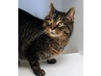 Adopt Maggie a Brown Tabby Domestic Shorthair / Mixed Breed (Medium) / Mixed