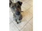 Adopt Harper a Merle Australian Cattle Dog / Mixed dog in Buchanan