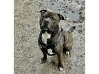 Adopt Yoda a Brindle - with White American Pit Bull Terrier / Mixed dog in
