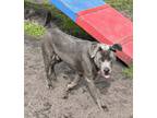 Adopt Troubles a Gray/Blue/Silver/Salt & Pepper American Pit Bull Terrier / Chow