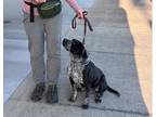 Adopt MAC a Black - with White Bull Terrier / Blue Heeler / Mixed dog in