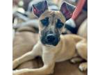 Adopt Debbie Gibson a Brown/Chocolate - with Black Australian Cattle Dog / Boxer